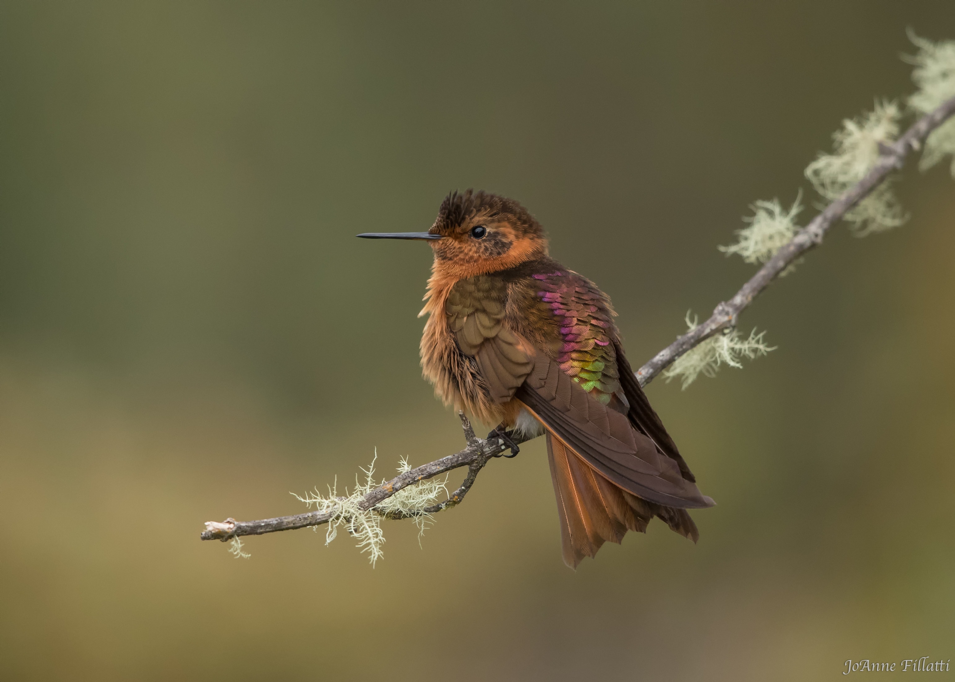 bird of ecuador image 2